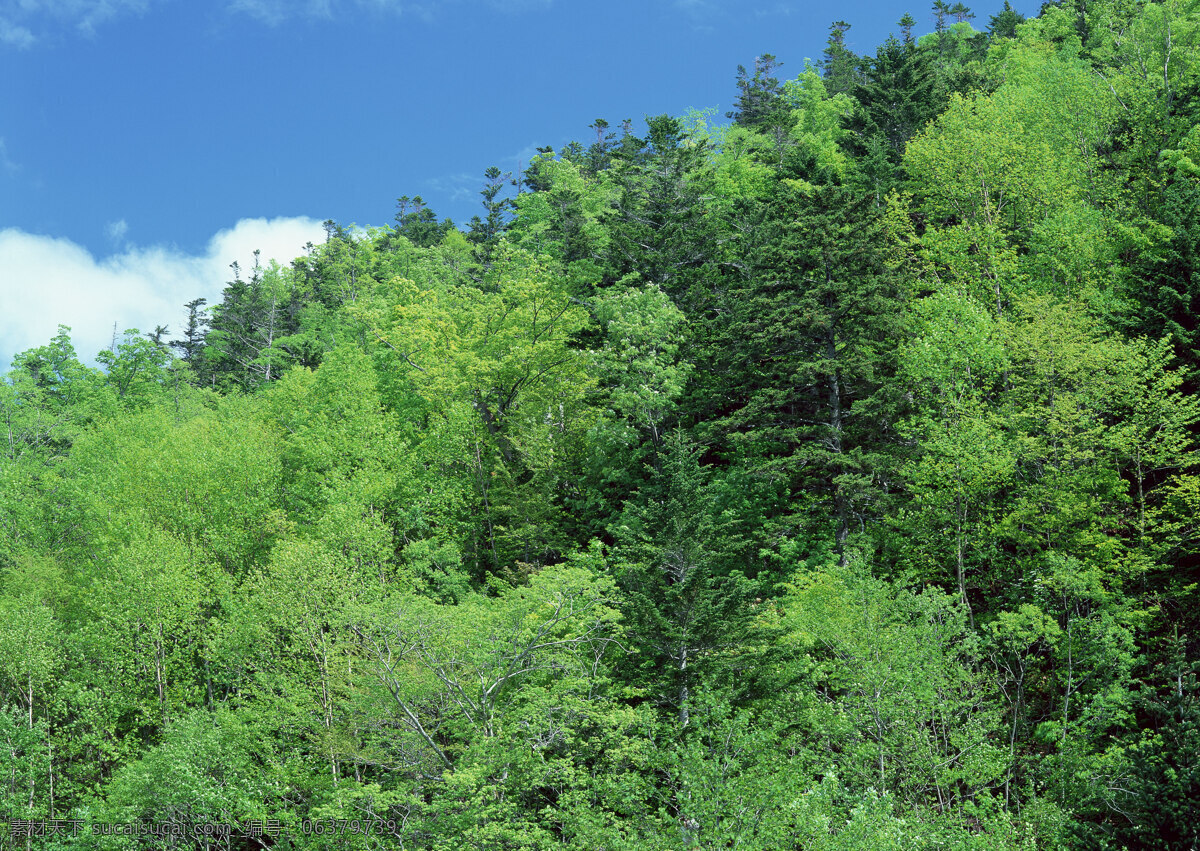 原始森林图片 自然风光 自然风景 自然景观 森林景观 森林特写 树林 绿色的海洋 绿叶成荫 山峦 薄雾 摄影图库