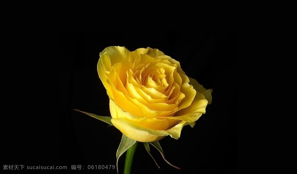 黄玫瑰 玫瑰 黄色的花 植物 花草 生物世界
