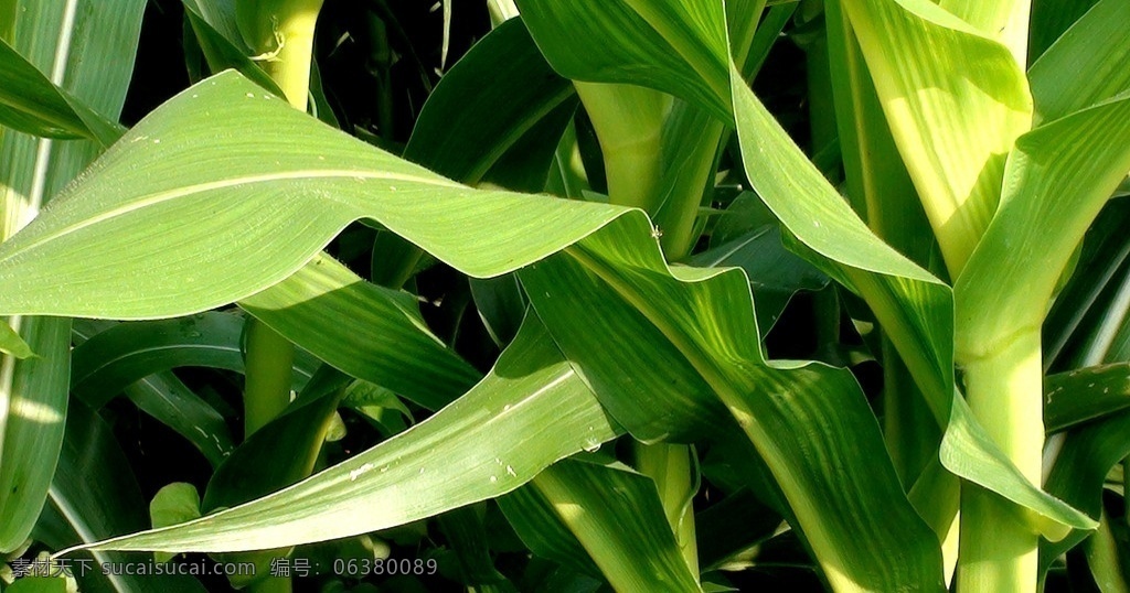 玉米叶子 绿叶 玉米林 玉米地 花草 生物世界