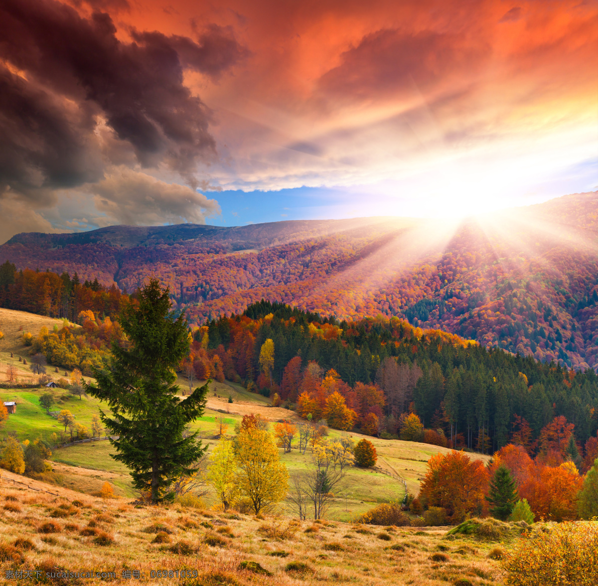 秋天 树林 景色 美丽风景 秋天树林风景 树木风景 阳光 森林 风景摄影 自然风光 美丽景色 美景 自然风景 自然景观 山水风景 风景图片