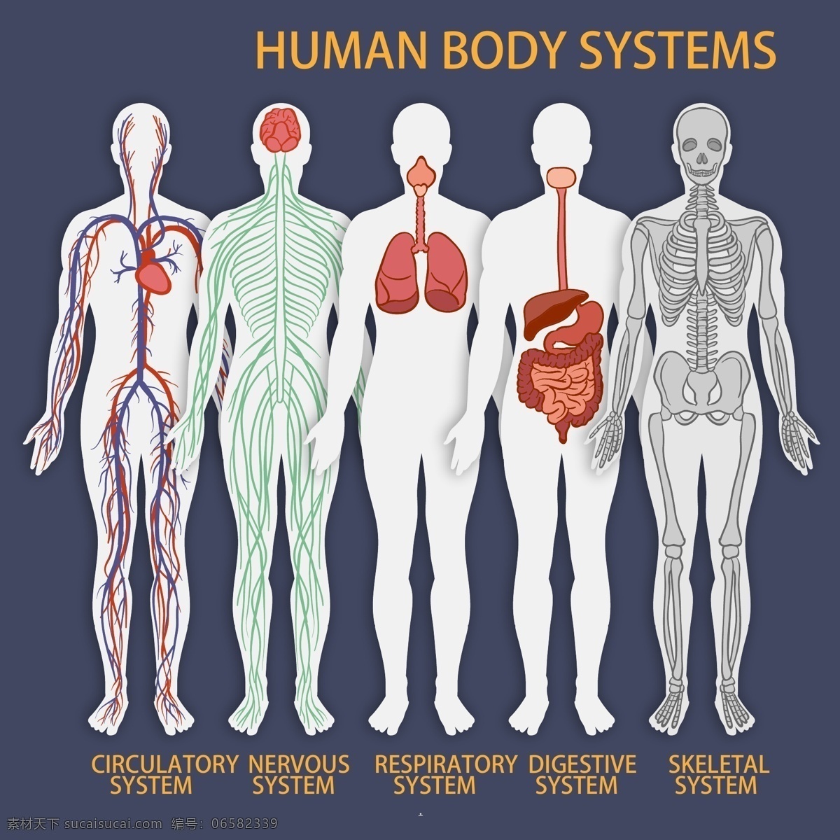 款 彩绘 人体 系统 矢量 器官 消化系统 神经系统 呼吸系统 循环系统 运动系统 骨骼 大脑 心脏 肺部 血管 神经 肠胃 人体系统 现代科技 医疗护理