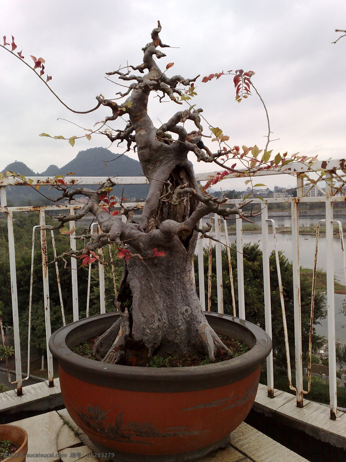 榆树 桩 盆景 树叶 榆树盆景 小盆 紫砂盆