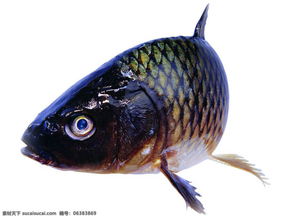 魚 300 摄影图库 生物世界 鱼类 魚類 攝影圖庫