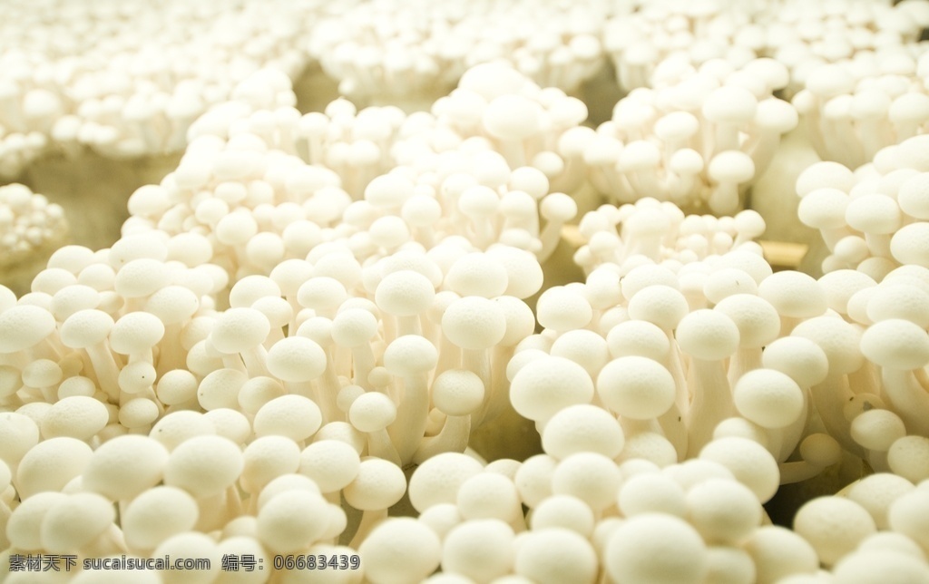 蘑菇 片磨 菌 饭店菜谱 海报超市 宣传图片 平菇香菇 食用菌 种植菌 菇类白玉菇 生物世界 蔬菜
