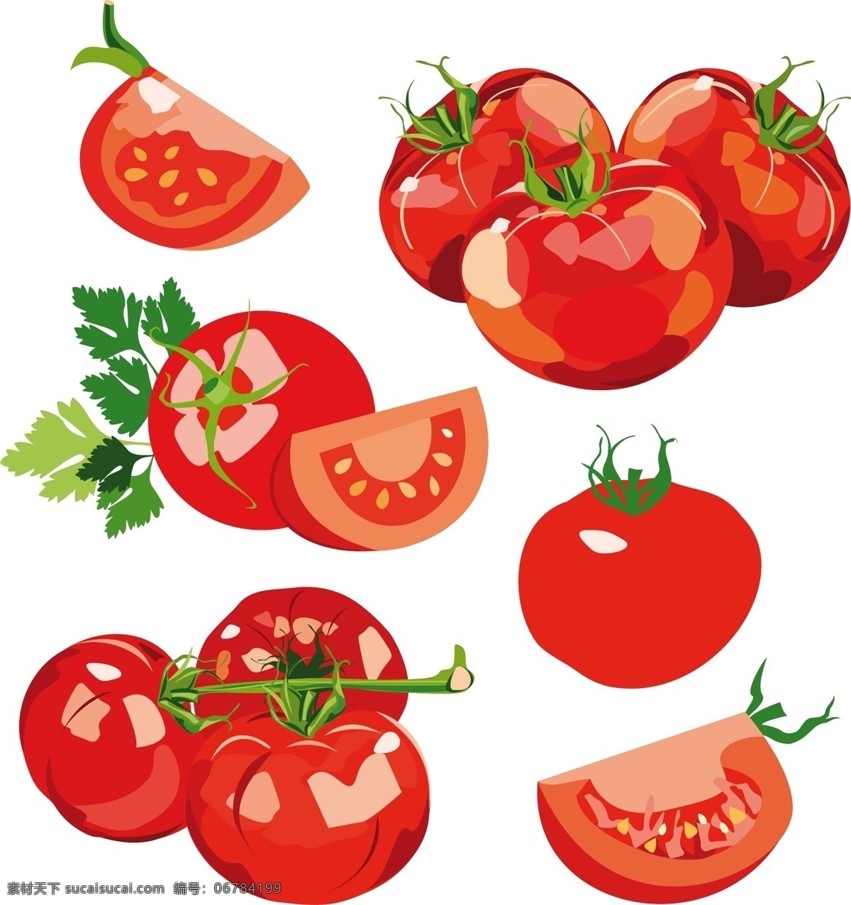 新鲜 西红柿 矢量 蔬菜 红色 矢量素材 设计素材
