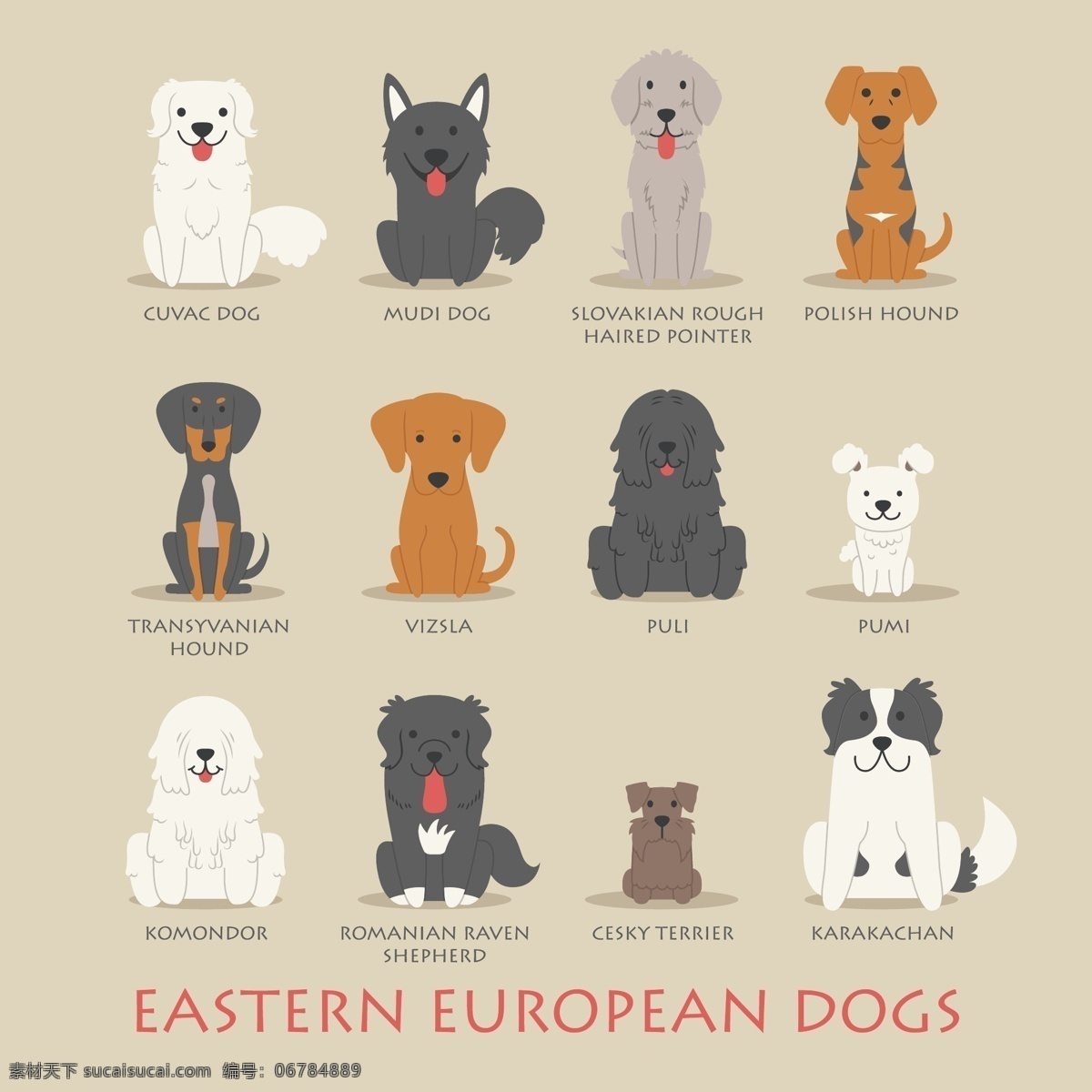 东欧 宠物狗 宠物 斯洛伐克 库瓦克犬 波兰猎犬 矢量 高清图片