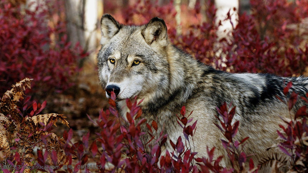 孤狼 注视 丛林狼 血腥 森林 动物 动物图片 生物世界 野生动物