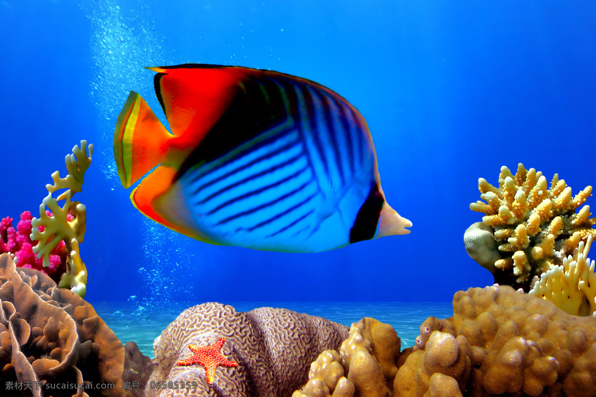 珊瑚和小丑鱼 彩色 珊瑚 海底世界 海星 小丑鱼 可爱 水中生物 生物世界 蓝色
