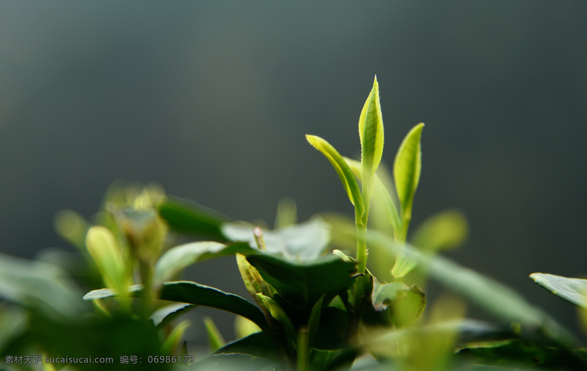 茶叶嫩芽 茶山 茶园 绿色 生态 环保 高清 茶叶 嫩芽 蒙顶山 花草 生物世界