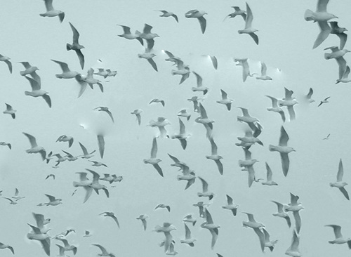 和平 鸽子 背景图片 ppt素材 爱国 白色 飞翔 节日 模板
