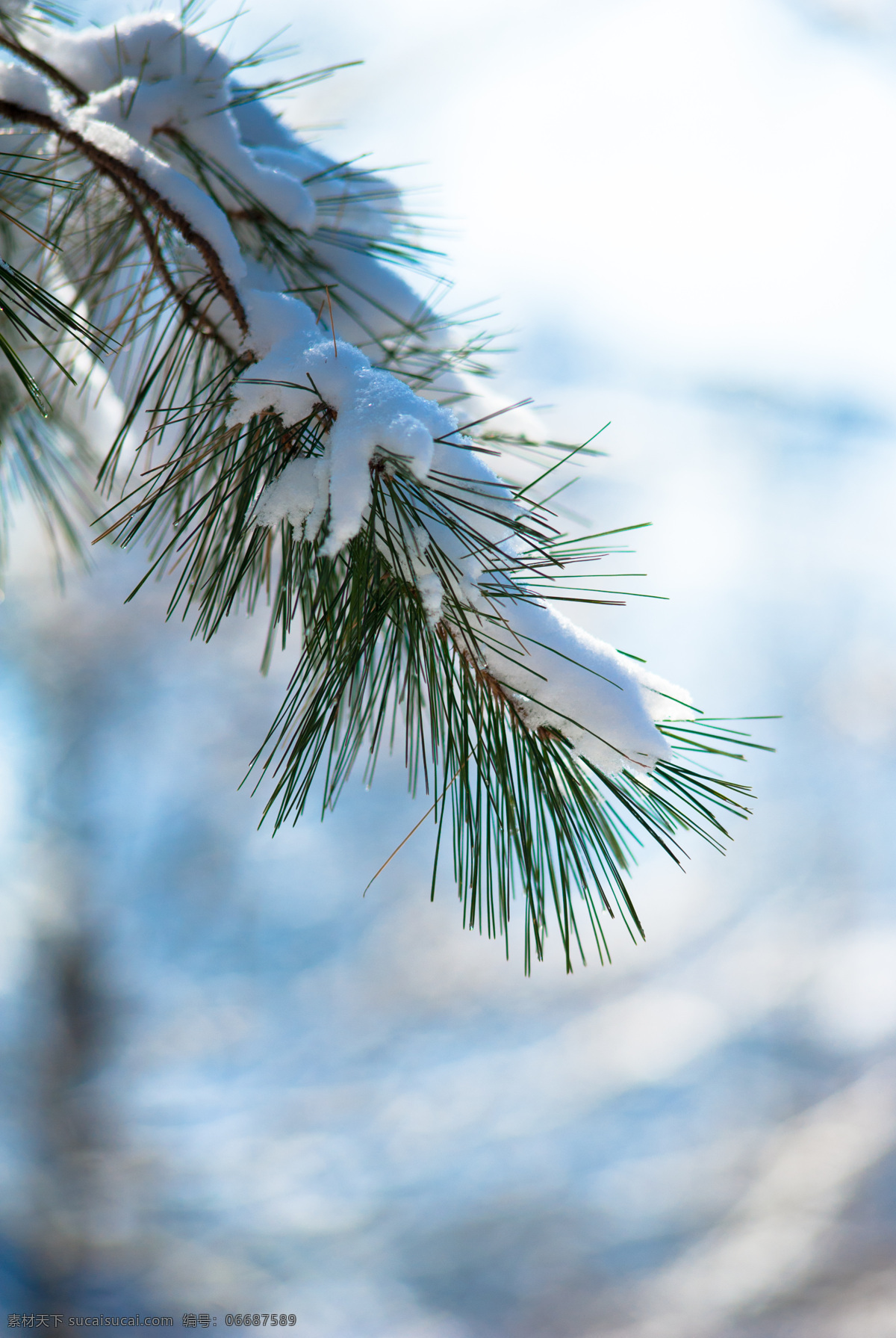 雪松小景 雪景 冬天 松树 雪树 白雪 树枝 蓬松 雪球 自然景观 自然风景