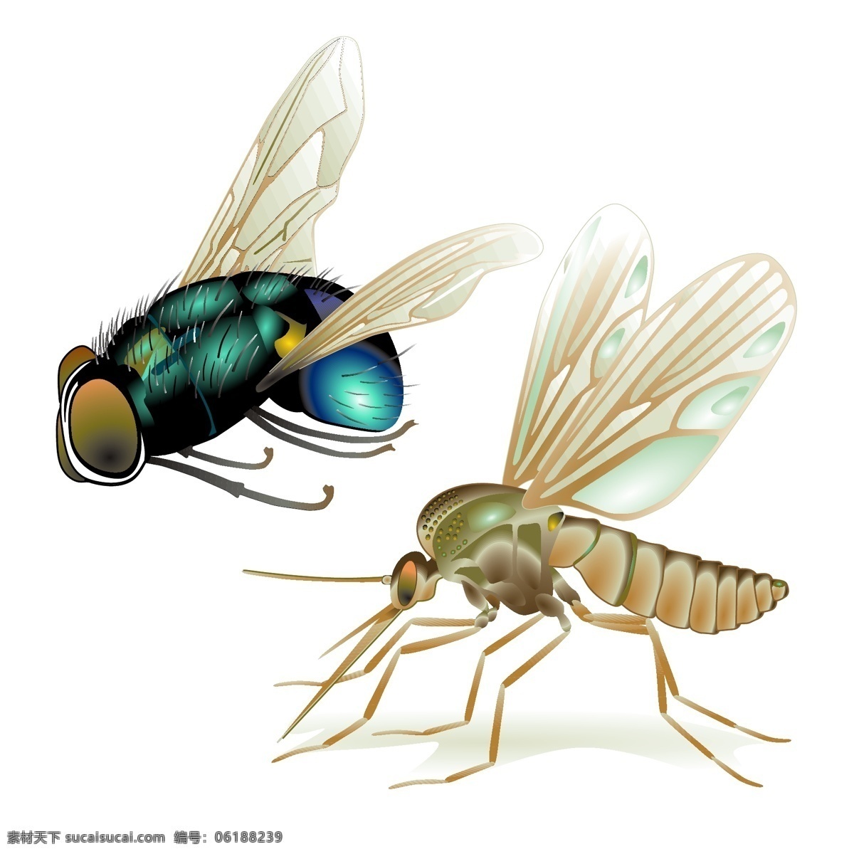 高清 苍蝇 蚊子 矢量 昆虫 透明翅膀 写实 矢量图 其他矢量图