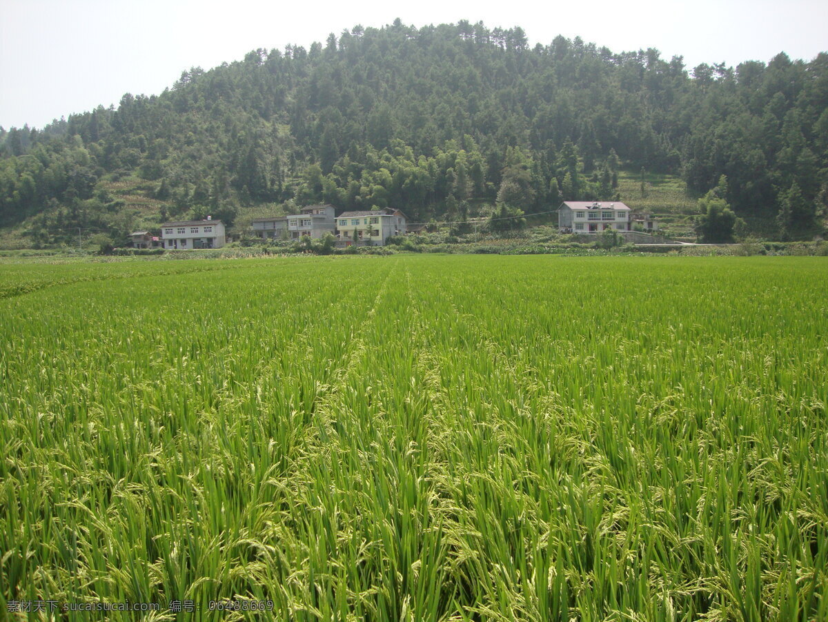 田野 春天 村庄 房子 禾苗 绿色 山 自然风景 自然景观 psd源文件