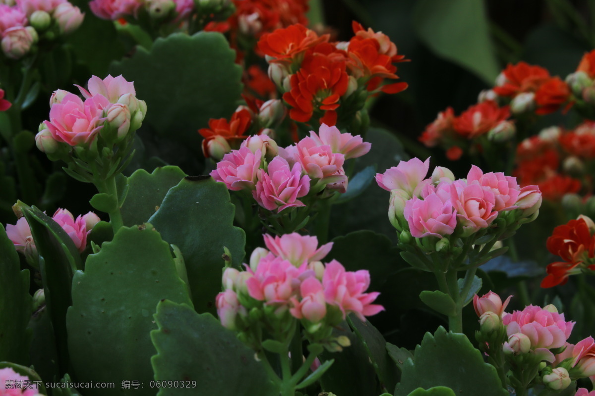 圣诞伽蓝菜 圣诞长寿花 矮生伽蓝菜 寿星花 家乐花 花朵 花瓣 花卉 植物 花草 草本植物 花卉大观园 生物世界