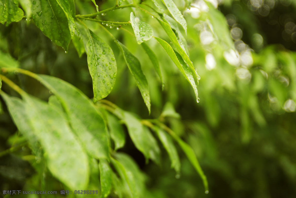 风景 绿色 清新 生物世界 树林 树木 树木树叶 雨 后 树叶 雨后树叶 雨后 雨滴 水滴 水珠 自然 特写