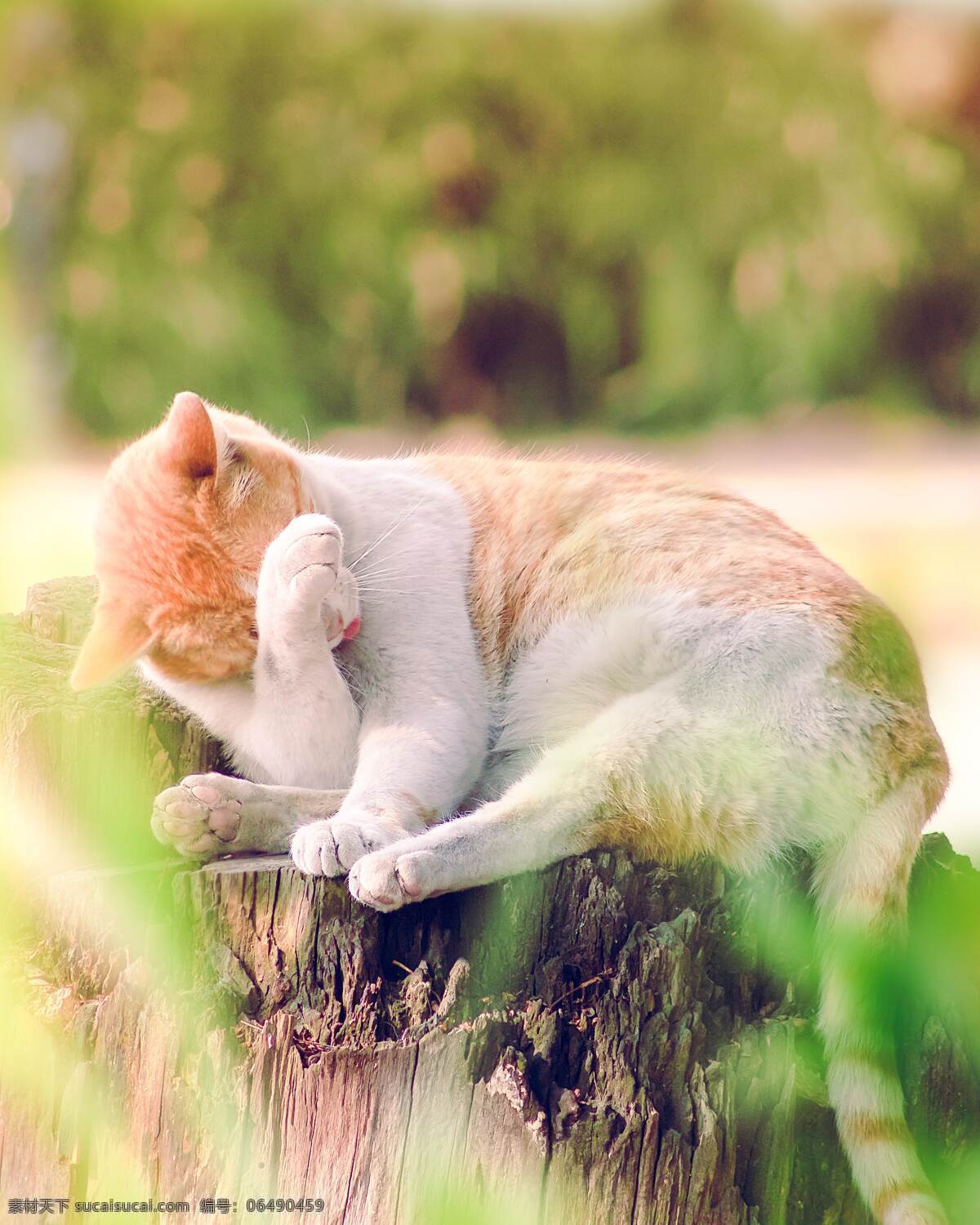 橘猫 睡觉 可爱 猫 可爱的猫 橘色 猫咪 黄白猫 生物世界 家禽家畜