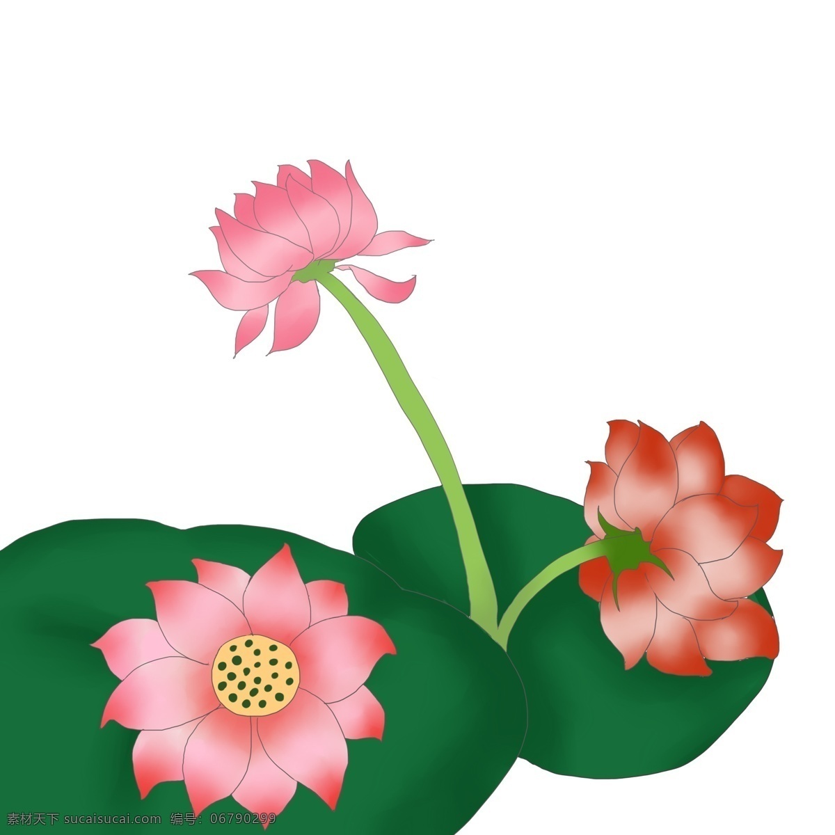 三 朵 荷花 花开 插画 自然植物荷花 美丽绽放花开 绿色花蕾花瓣 荷花苞 绿色荷叶 三朵荷花插画