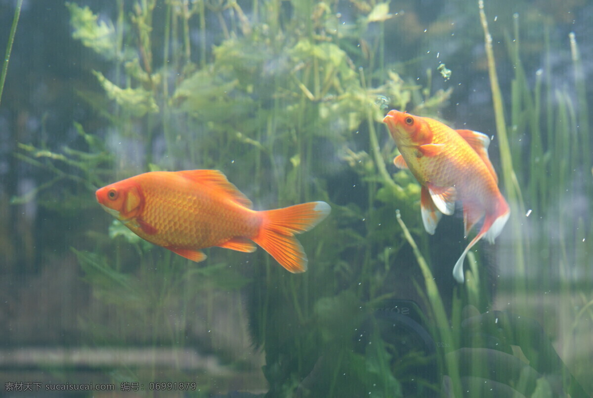 金鱼 生物世界 水草 阳光 鱼缸 鱼类 玻璃鱼缸