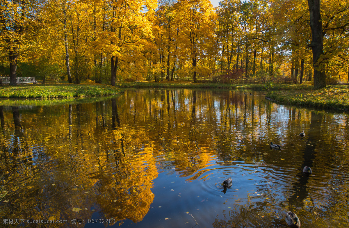 静谧的湖泊 湖泊 湖水 美丽的树林 树林 秋林 山林 秋季 秋景 秋叶 自然景观 山水风景