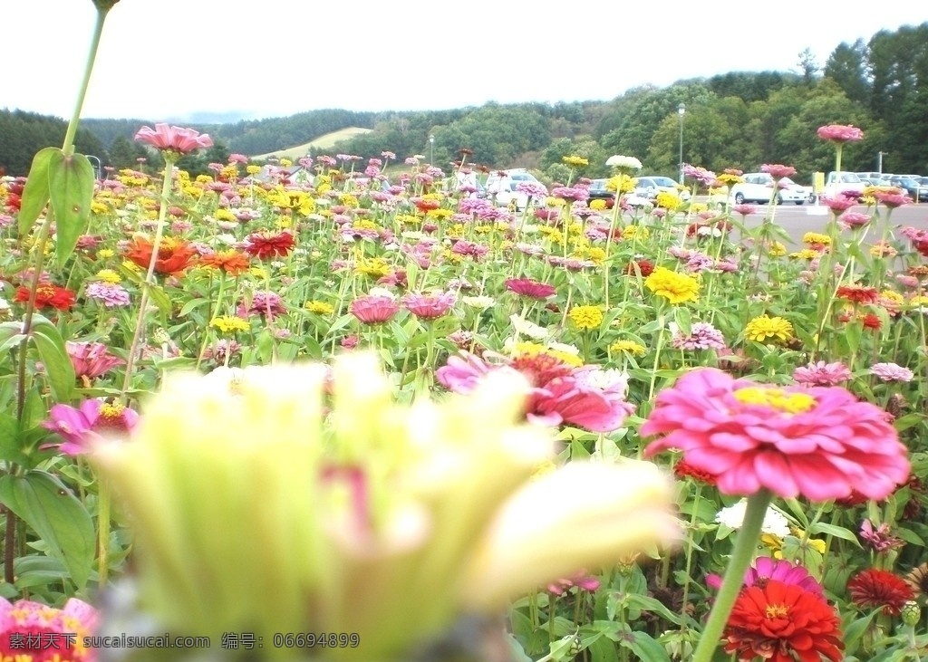 百花丛 鲜花 花丛 菊花 玫瑰 花草 生物世界