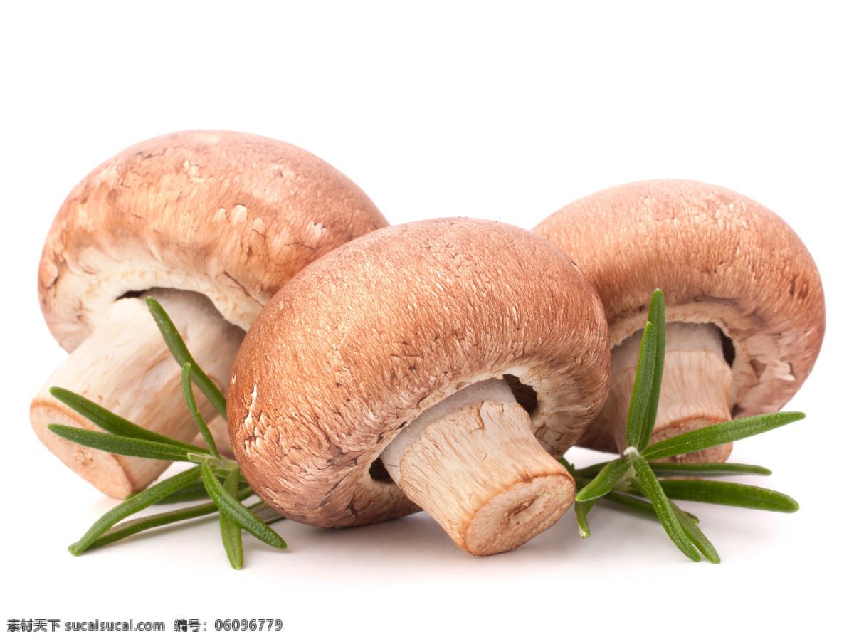 三个 磨 菇 磨菇 香菇 真菌菇 食物原料 食材原料 餐饮美食 食物摄影