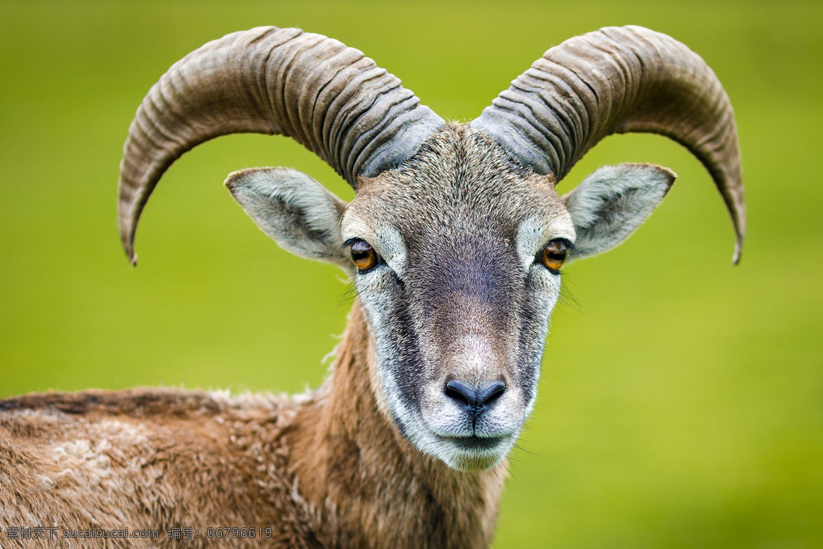 山羊 绵羊 湖羊 岩羊 动物 ram sheep goat 哺乳动物 野山羊 盘羊