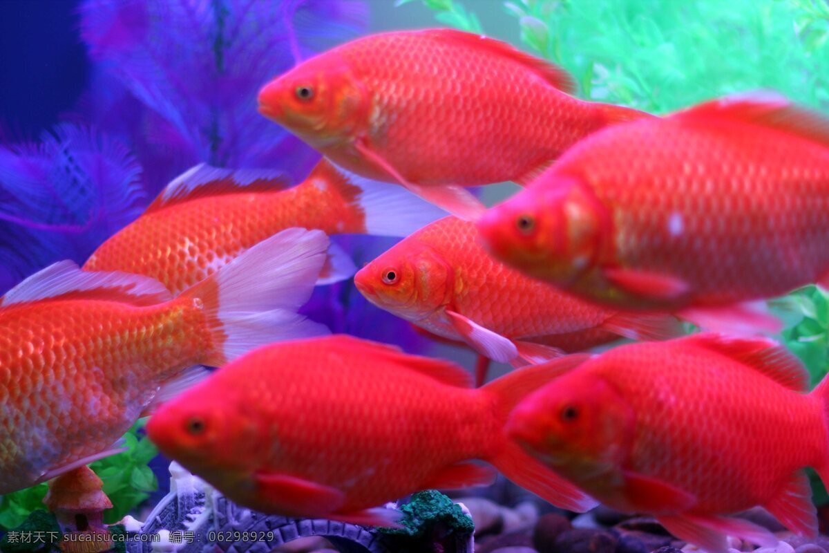 红金鱼群 旖鹩闳 红色