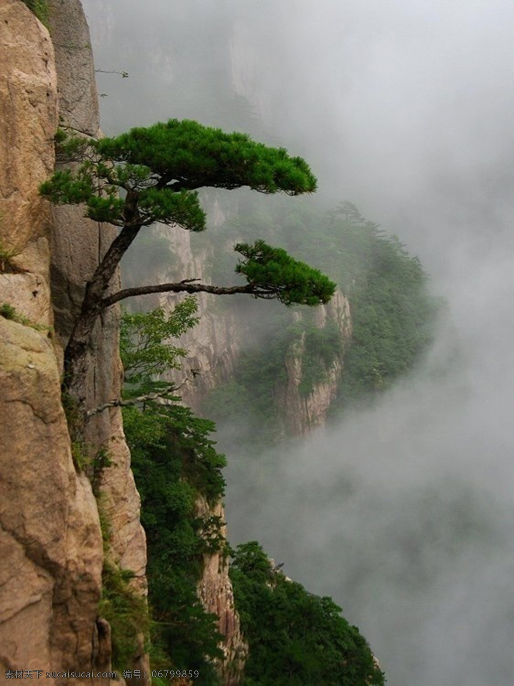 绿树 迎客松 险峻 山崖 岩石 树 自然风景 自然景观