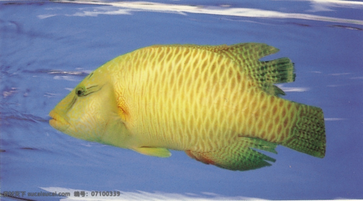 苏眉 鱼 海鲜 海洋生物 生物世界