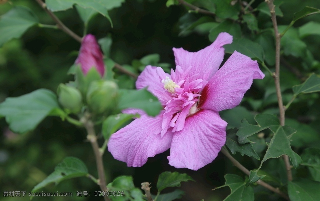 木槿 无穷花 花卉 花儿 花草 植物 园林绿化 绿化景观 花骨朵 花朵 花蕊 木槿木槿花 生物世界