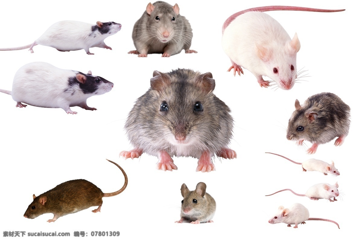 耗子 可爱老鼠 哺乳动物 猫和老鼠 白老鼠 黑老鼠