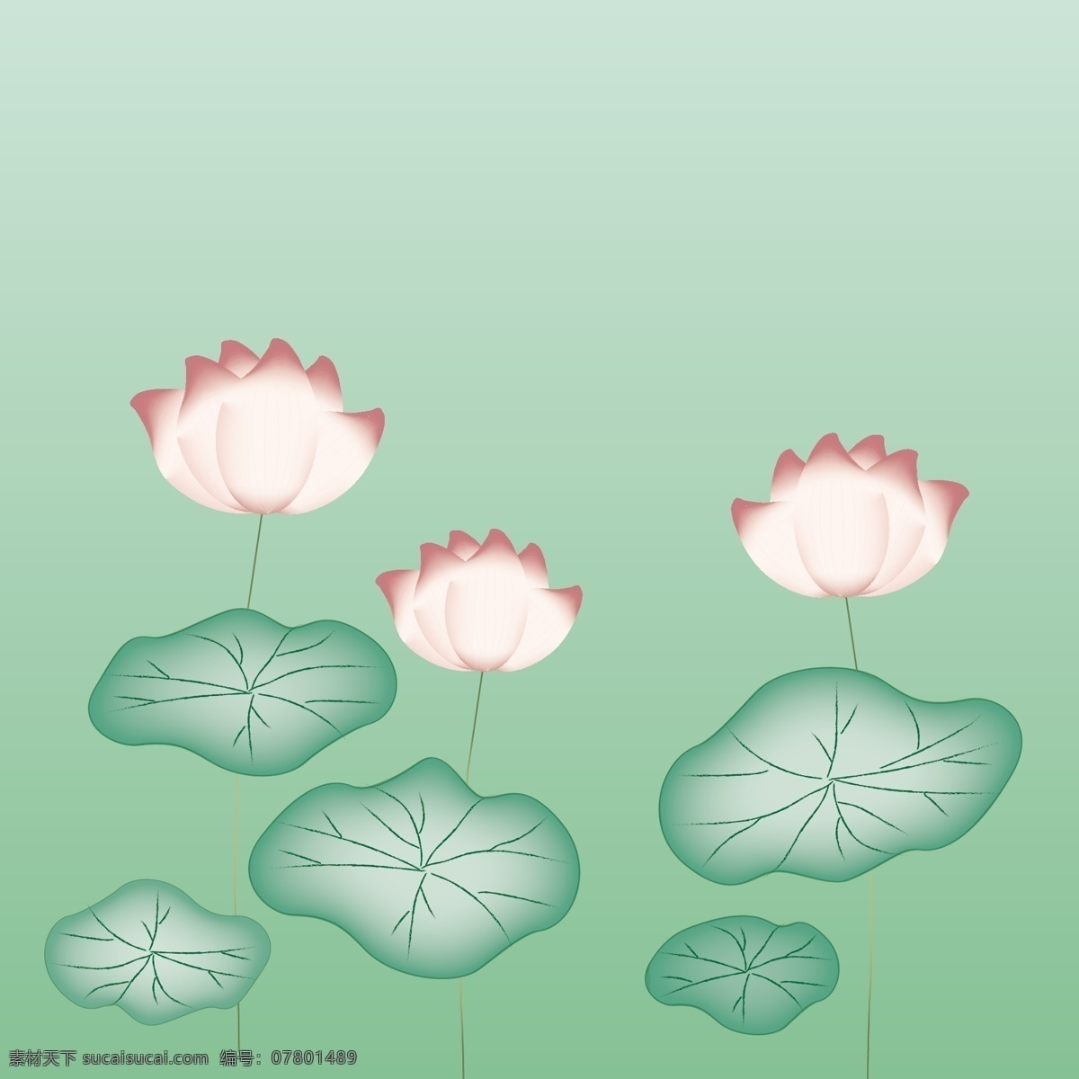 原创 荷花 荷叶 插画 莲花 夏日荷花 小清新 植物