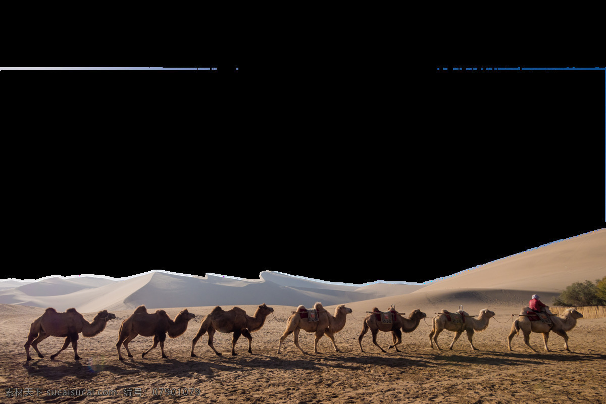 沙漠 骆驼 荒凉 古老 丝绸之路 png格式