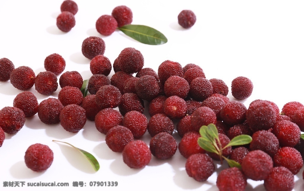 杨梅 梅树 梅子 水果 树叶 美食图片 生物世界