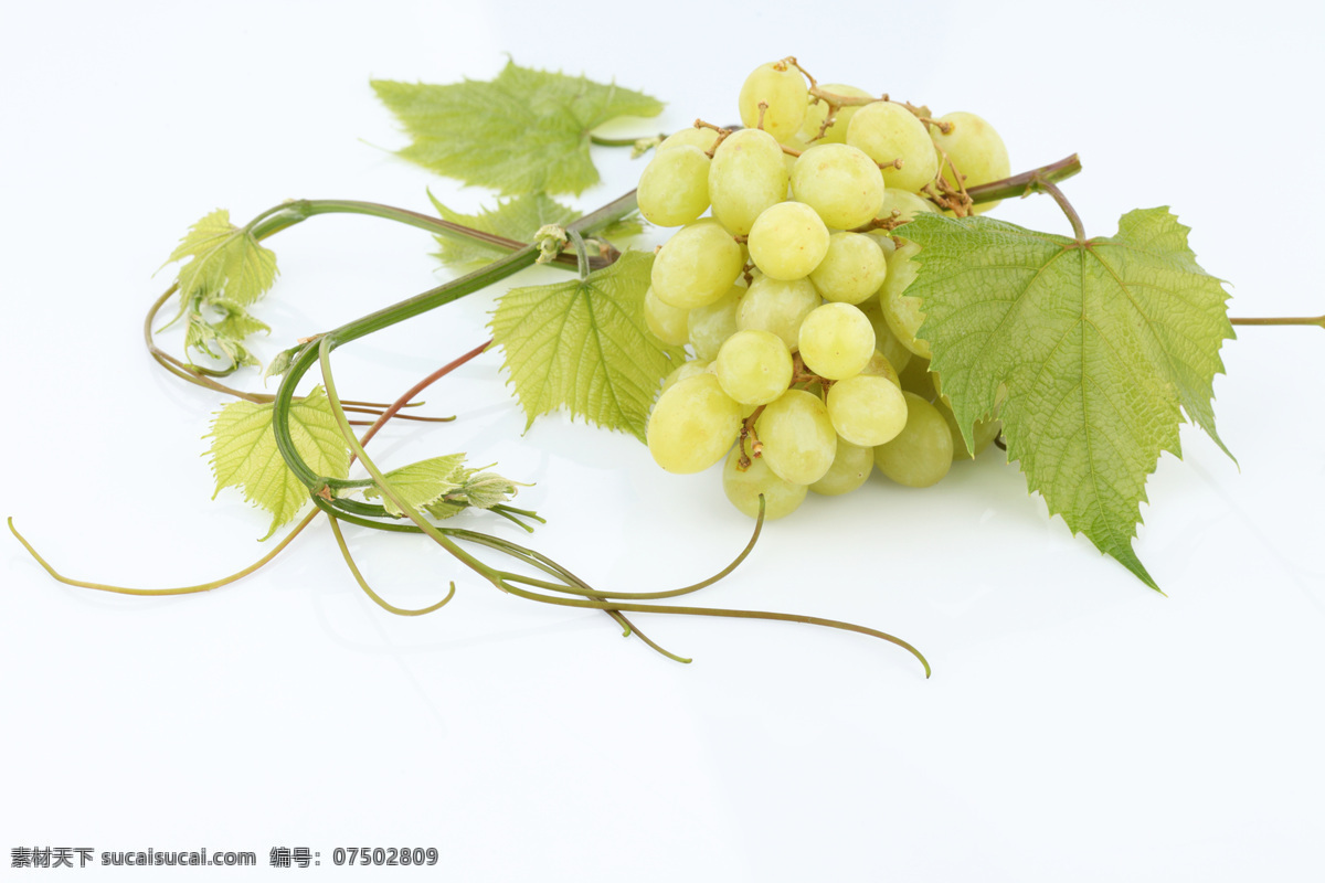 葡萄 串 提子 新鲜水果 叶子 果实 成熟 特写 摄影图 高清图片 蔬菜图片 餐饮美食