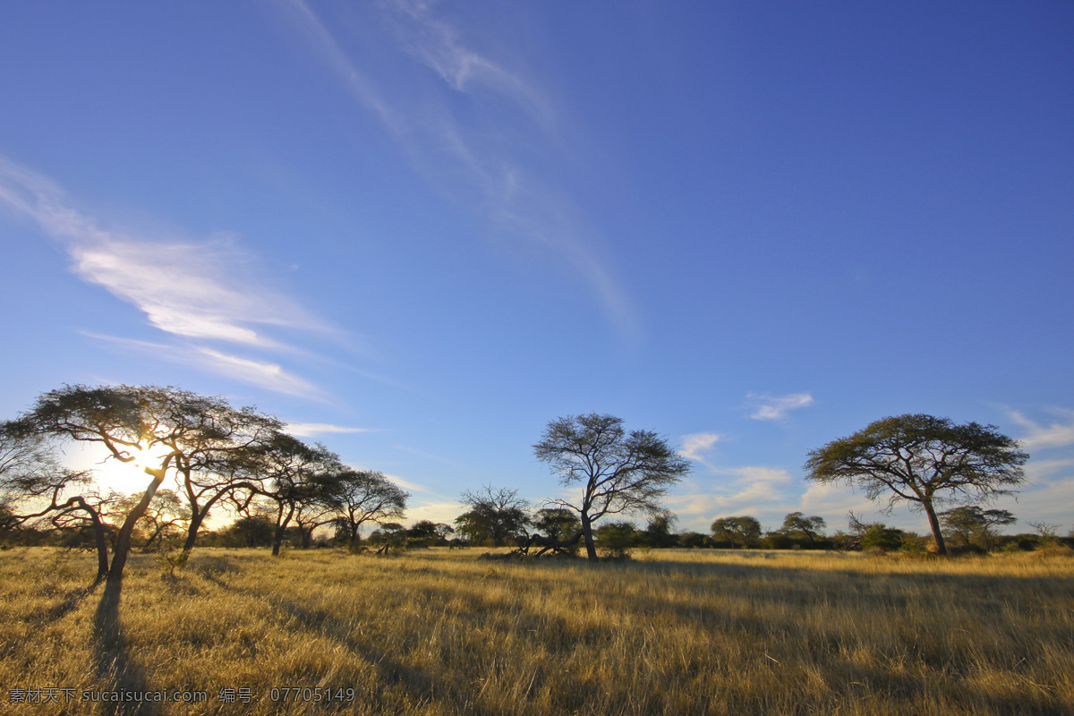 非洲 草原 黄昏 美景 非洲草原风景 树木风景 平原风景 美丽非洲风景 风景摄影 景色 自然风景 自然景观 蓝色