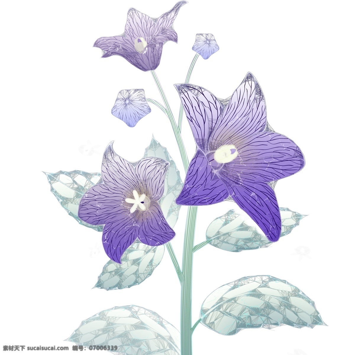 浪漫 唯美 桔梗 花 插画 元素 紫色 手绘 植物 花卉 桔梗花