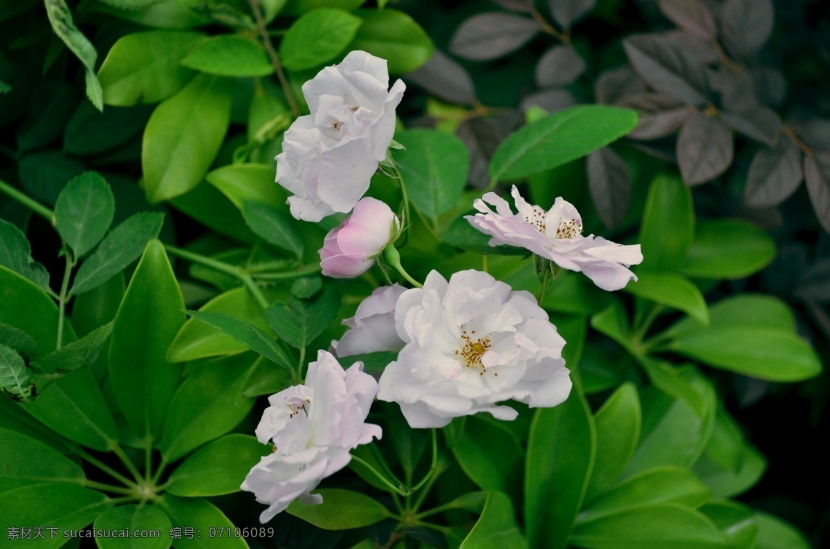 蔷薇 野蔷薇 蔷薇花 花卉 植物 花蕊 春天 开放 花朵 自然 清新 花儿 白色花朵 玫瑰 月季 景物摄影图片 生物世界 花草