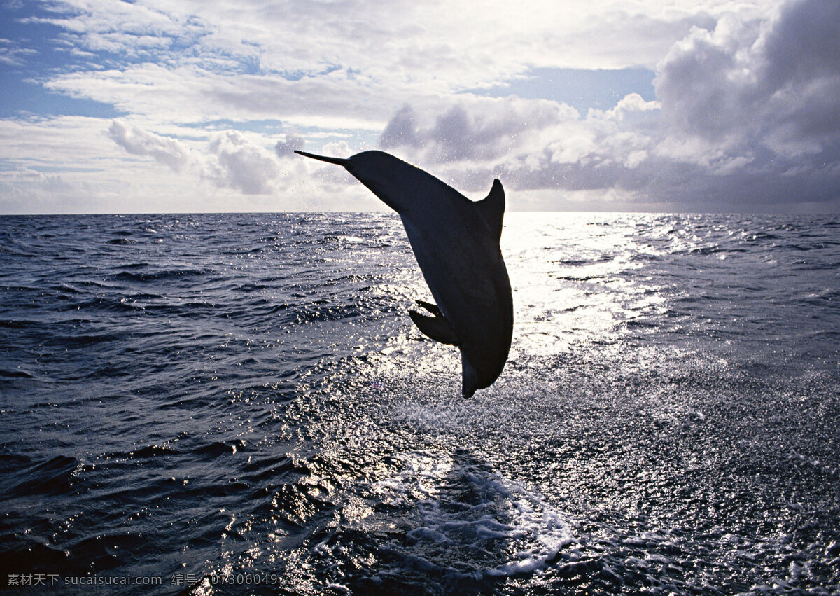 海面海豚摄影 动物世界 生物世界 海底生物 海豚 大海 水中生物 黑色