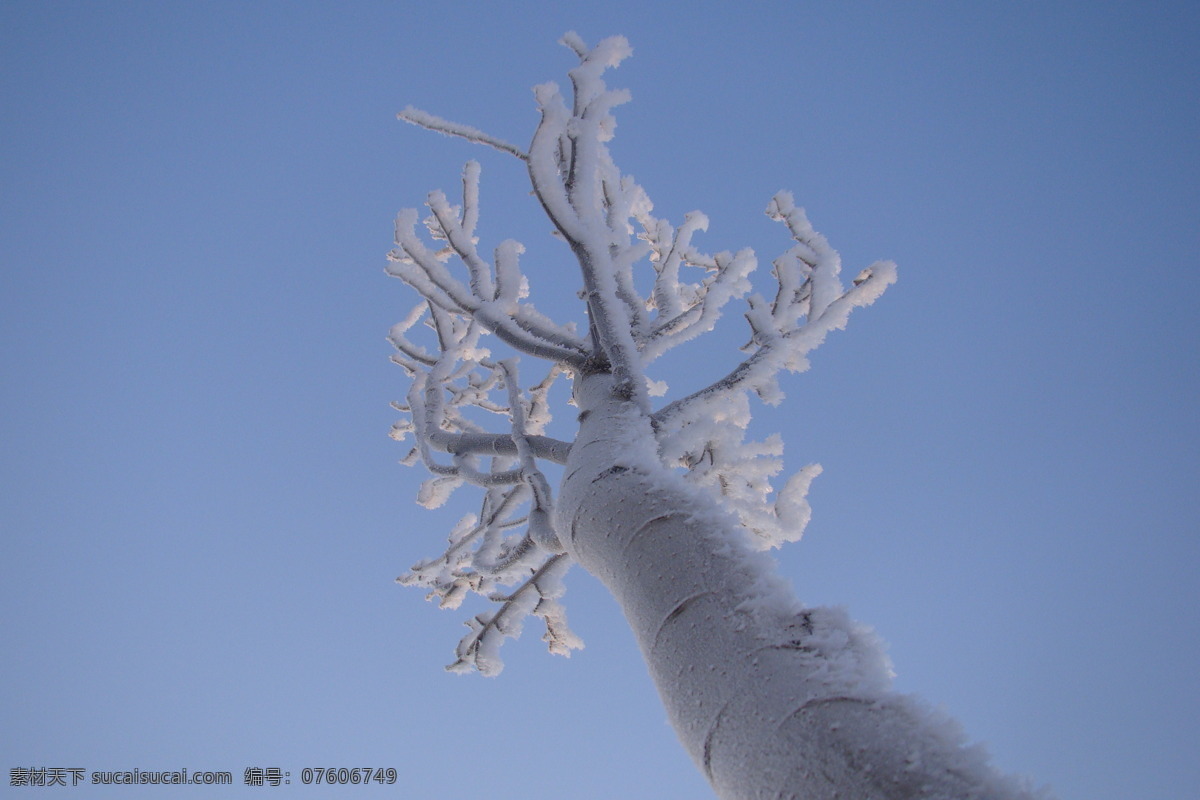 冬日 白杨 仰角拍摄 挂 满 霜雪 杨树 冲天的树干 风景 生活 旅游餐饮