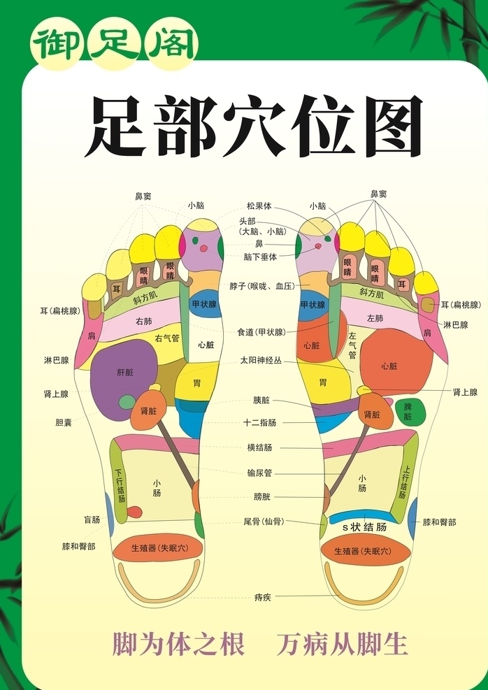 足部穴位图 足部反射图 绿色 健康 沐足 健康养生 展板模板