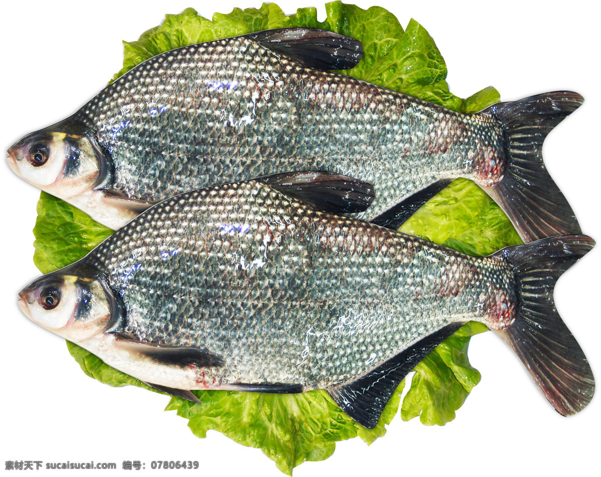 鳊鱼 生鲜 原料 食材 鱼 水产 食物原料 餐饮美食