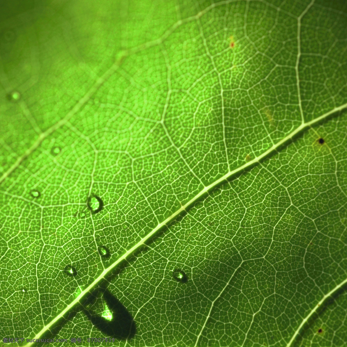 唯美免费下载 标本 高清 绿叶 落叶 摄影图 生物世界 树 树木树叶 唯美 叶脉 叶子 自然 叶形