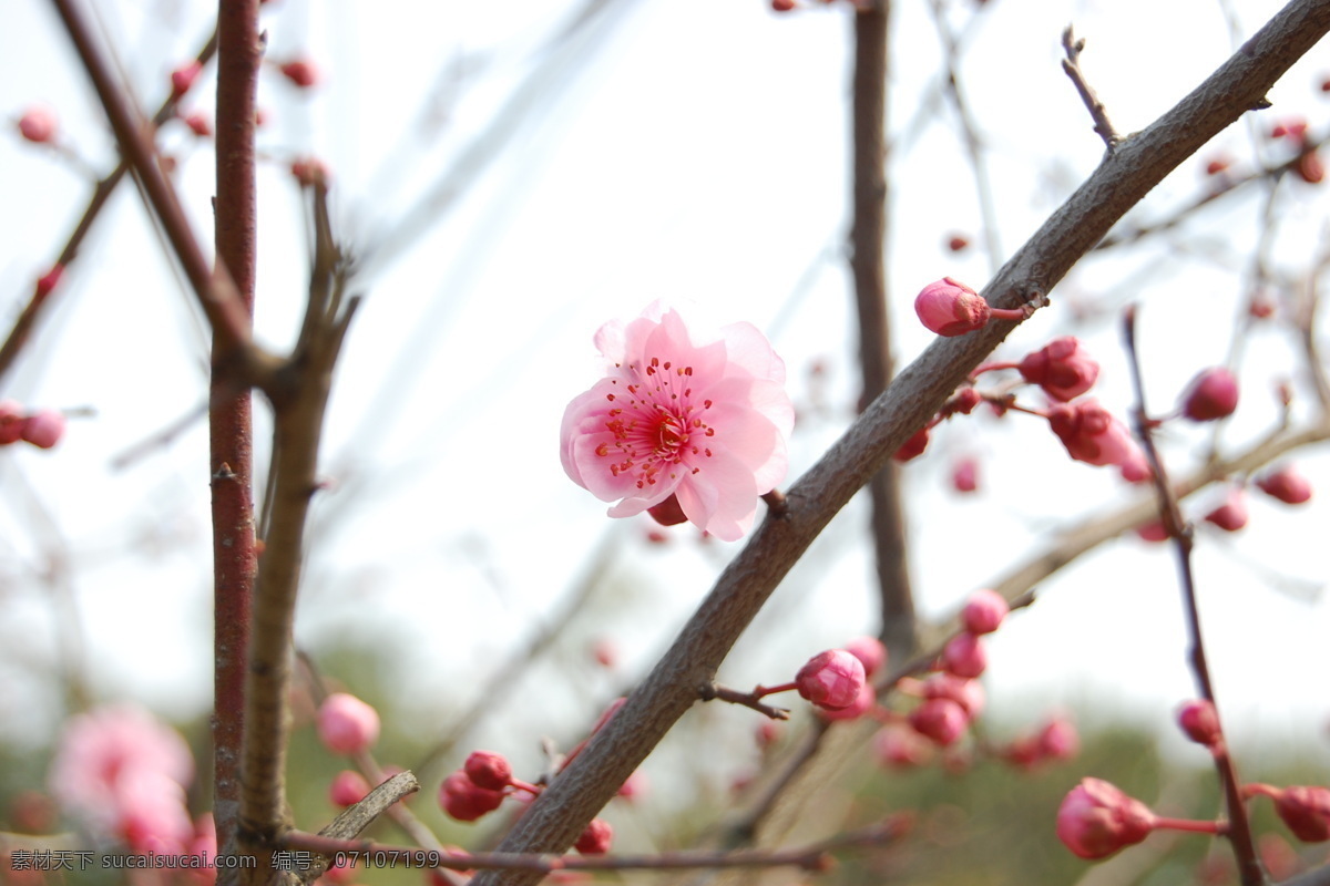 桃花 春天 花草 生物世界 桃花树 psd源文件