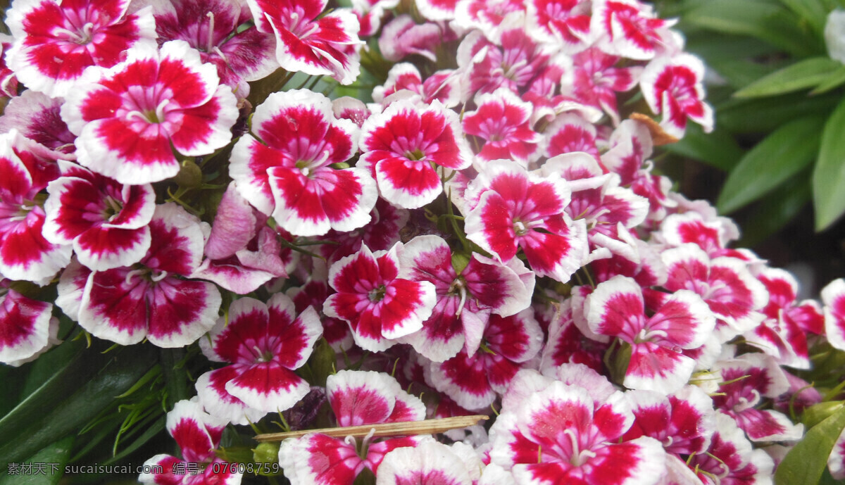石竹花 花朵 花瓣 红色花 花海 春天 生物世界 花卉 花草