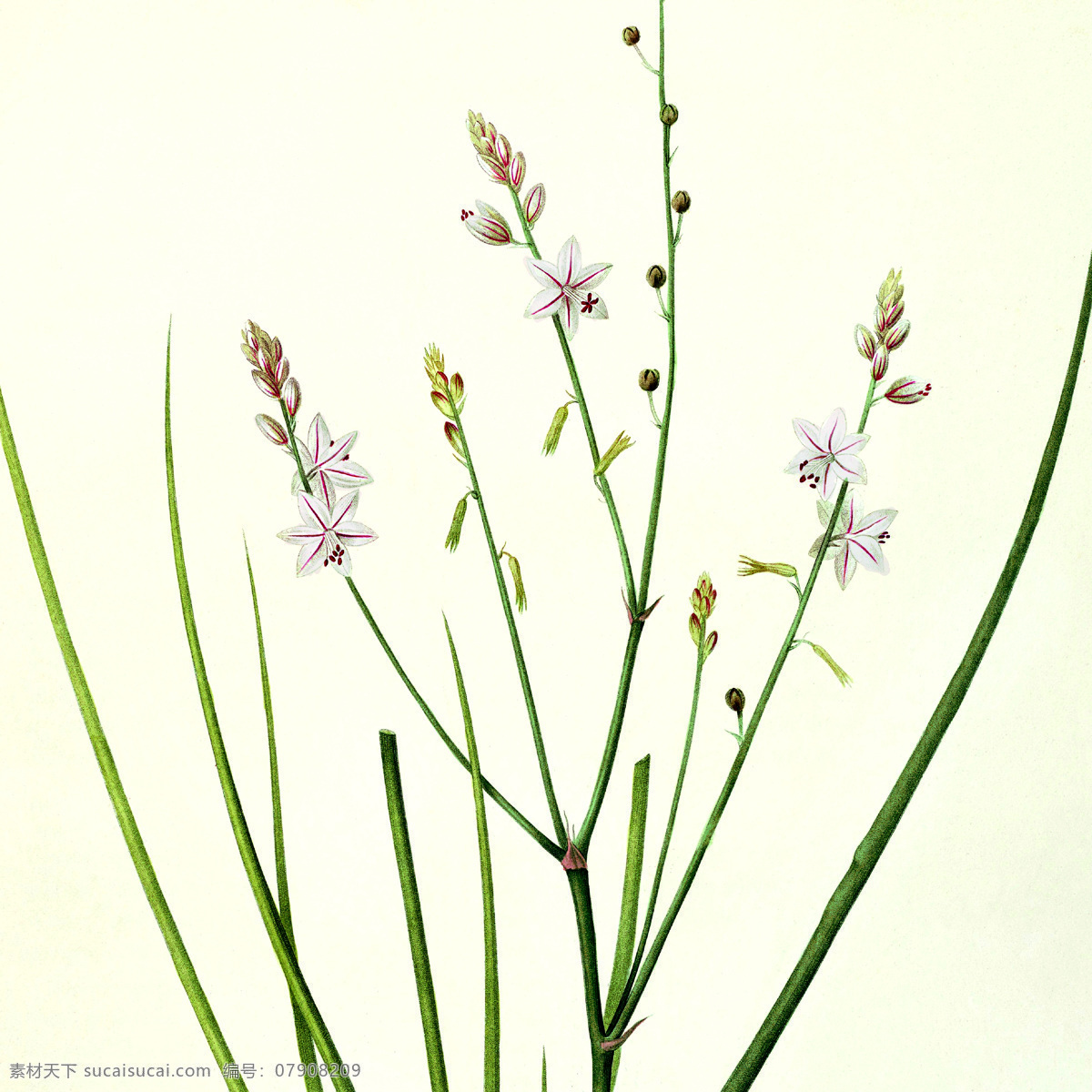 美式简约 装饰画芯 美式田园 植物花卉 装饰画 欧美装饰 花草 客厅 卧室 玄关 书房 工作室 高清图片 位图 环境设计 无框画