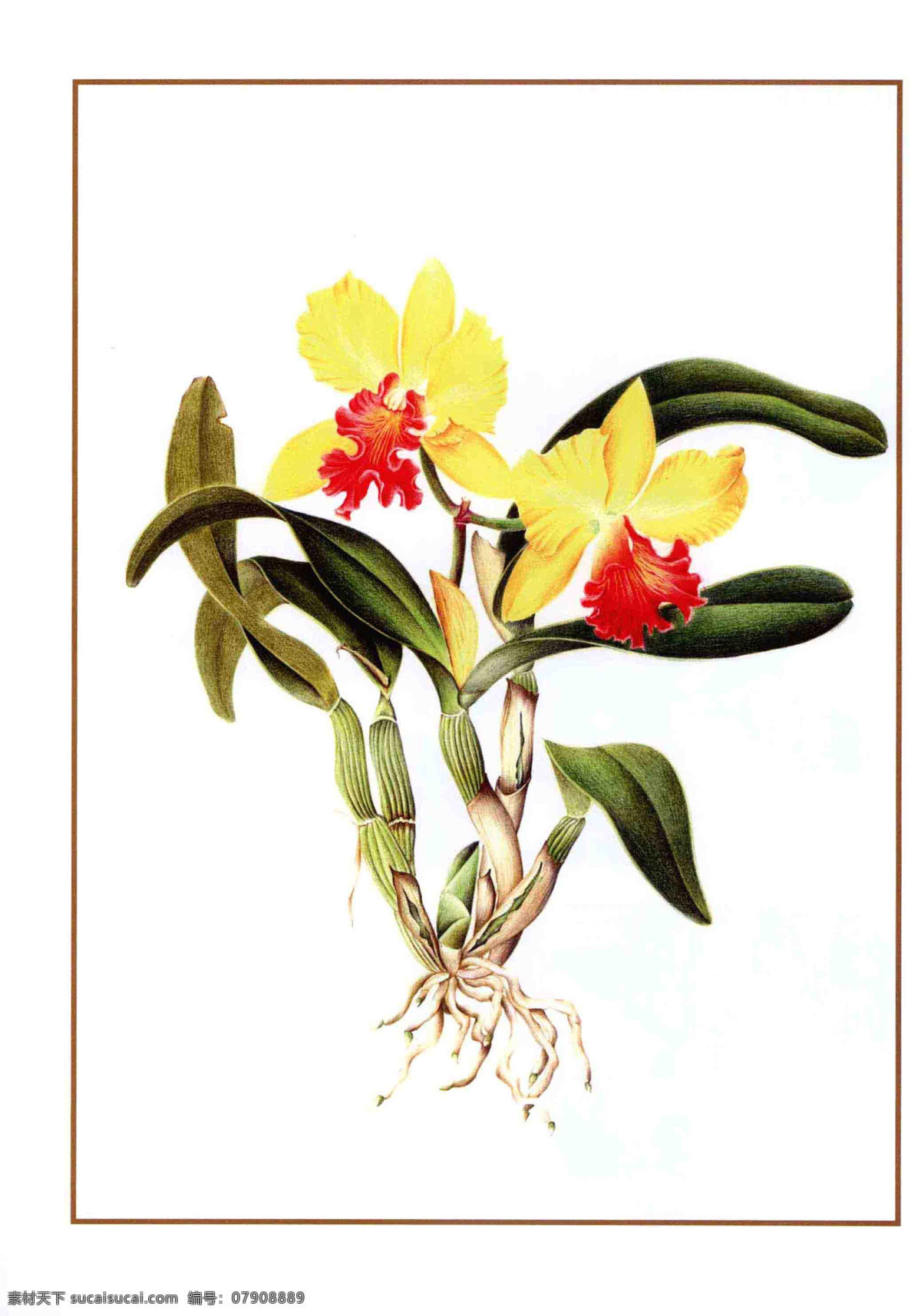 手绘黄色花朵 彩铅 手绘 花卉 花朵 绘画 黄色 教学 印刷 宣传 网页 花 生物世界 花草