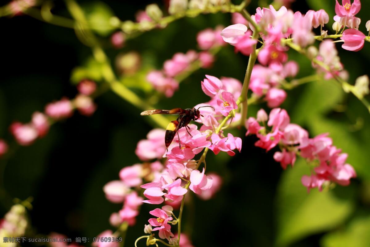 粉色 小花 蜂 粉色小花 珊瑚藤 生物世界