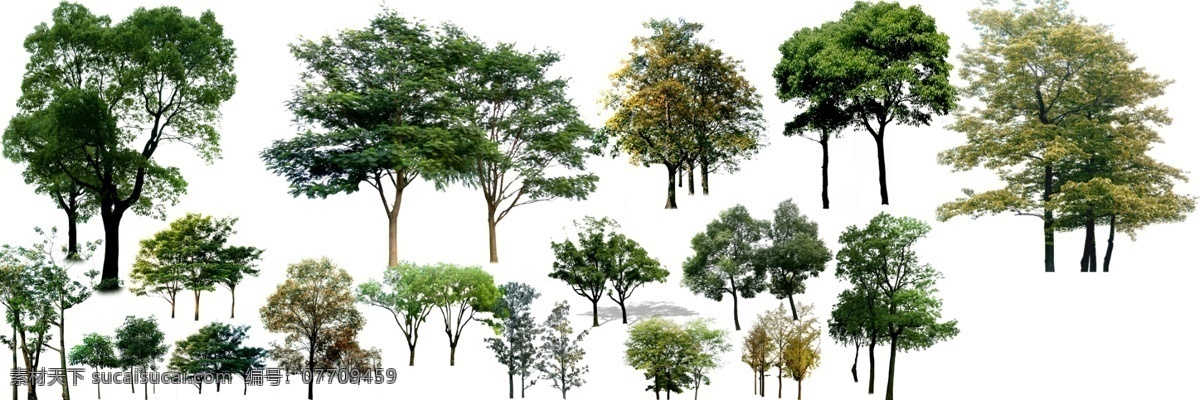 乔木 小乔木 绿化树种 绿化树木 ps树木 景观后期 绿化景观 环境设计 园林设计