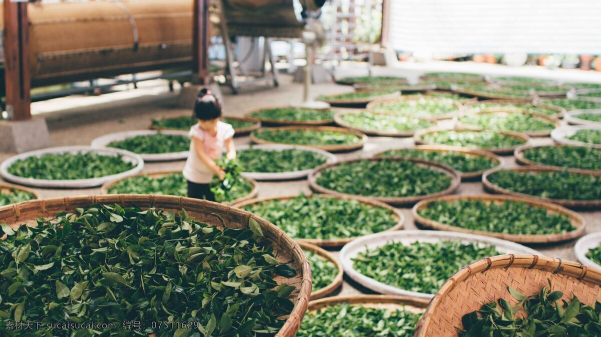 晒茶 茶叶 绿色 植物 绿植 生物 制茶 工艺 传统 中式 步骤 农村 藤木 新鲜 茶 户外 勤劳 生活百科 生活素材